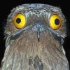 Potoo Bird paint by numbers