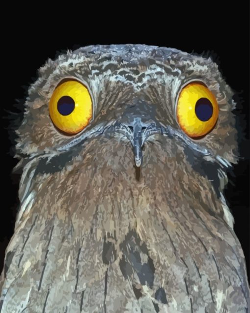 Potoo Bird paint by numbers