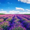 Provence Lavender paint by numbers