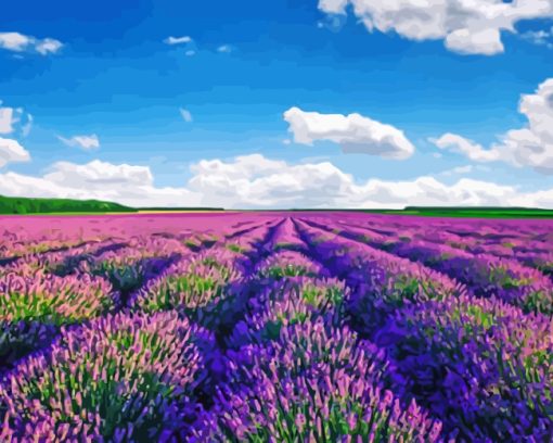 Provence Lavender paint by numbers