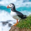 Puffin Fratercula Bird paint by numbers