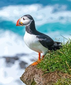 Puffin Fratercula Bird paint by numbers