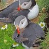 Puffins Bird paint by numbers