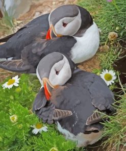 Puffins Bird paint by numbers