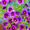 Wonderful Purple Petunias paint by numbers