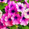 Beautiful Petunias Flowers paint by numbers