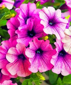 Beautiful Petunias Flowers paint by numbers