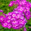 Purple Phlox Flowers paint by numbers