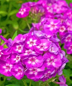 Purple Phlox Flowers paint by numbers