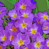 Purple Primroses paint by numbers