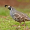 Quail Mid-sized Bird paint by numbers