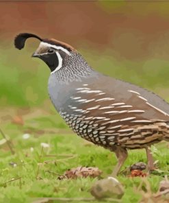 Quail Mid-sized Bird paint by numbers