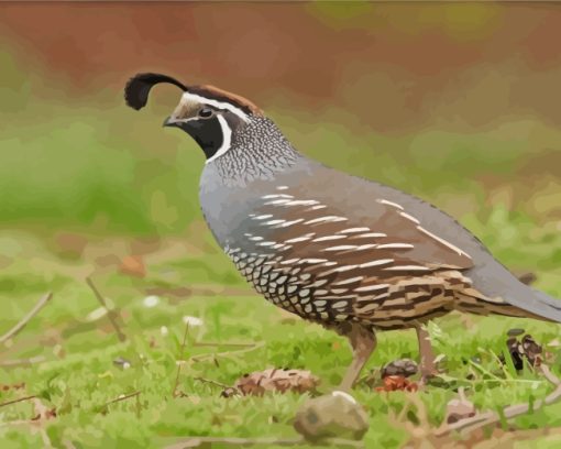 Quail Mid-sized Bird paint by numbers