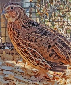 Quail Small Bird paint by numbers