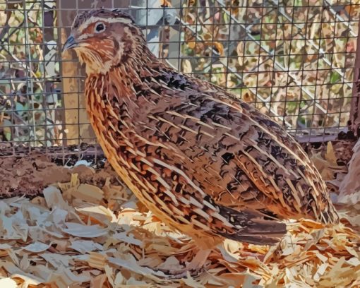 Quail Small Bird paint by numbers