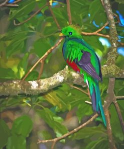 Quetzal Animal paint by numbers