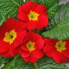 Red Primroses Flowers paint by numbers