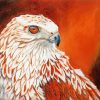 Red-tailed Hawk Bird paint by numbers