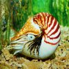 Sea Nautilus Animal paint by numbers