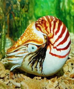 Sea Nautilus Animal paint by numbers