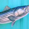 Striped Bass Painting paint by numbers