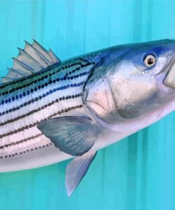 Striped Bass Painting paint by numbers