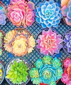 Succulent Pots paint by numbers