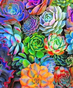 Succulent Plants paint by numbers