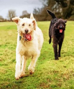 White And Black Labradoodle paint by numbers