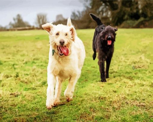 White And Black Labradoodle paint by numbers