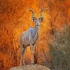 Wild Kudu paint by numbers