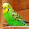 Yellow And Green Parakeet Bird paint by numbers