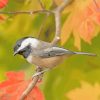 Black Capped Chicked Bird paint by numbers