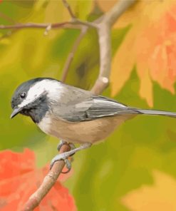 Black Capped Chicked Bird paint by numbers