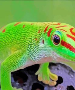 Gecko Reptile paint by numbers