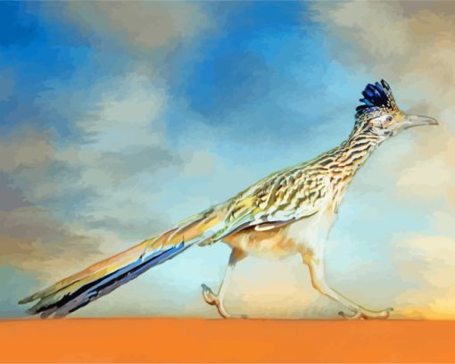 Greater Roadrunner Bird paint by numbers