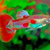 Pigeon Blood Guppy Male Fish paint by numbers