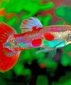 Pigeon Blood Guppy Male Fish paint by numbers