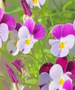 Purple Pansies paint by numbers