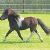 Shetland Pony paint by numbers