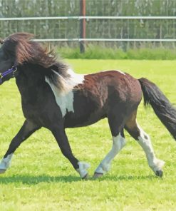 Shetland Pony paint by numbers