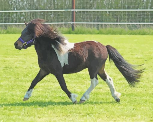 Shetland Pony paint by numbers