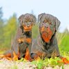 The Rottweiler Dogs paint by numbers