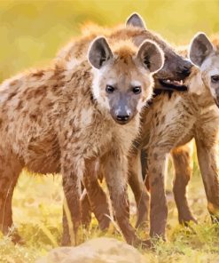 Wild Hyenas paint by numbers