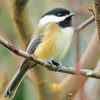 Black Crapped Chickadee paint by numbers