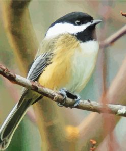 Black Crapped Chickadee paint by numbers