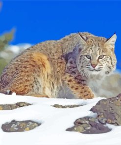 Bobcat In Snow paint by numbers