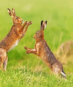 Brown Hares Boxing paint by number