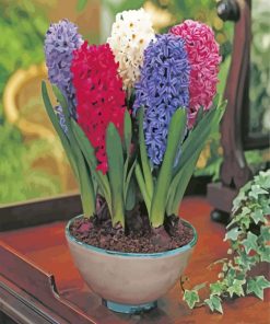 Mixed Hyacinth Bulbs paint by numbers