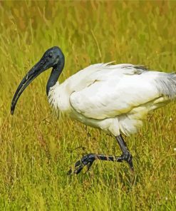 White Ibis paint by numbers